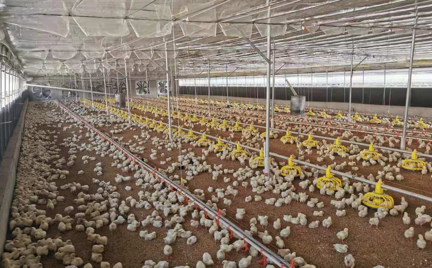 养鸡场温湿度环境监控,温湿度环境监控